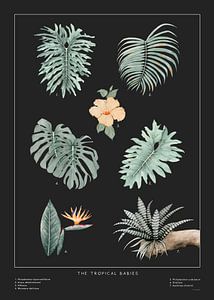 Tropical Babies von MAR Illustrations and Design