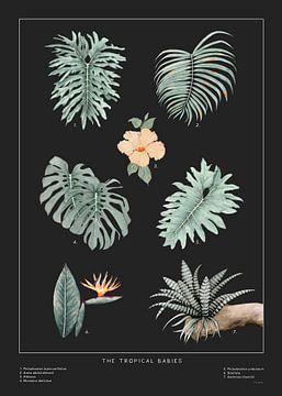 Tropische Baby's van MAR Illustrations and Design