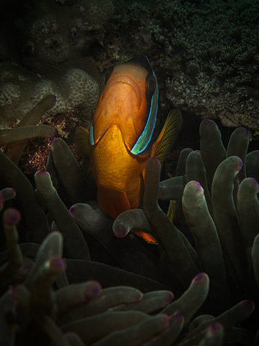 Amphiprion omanensis