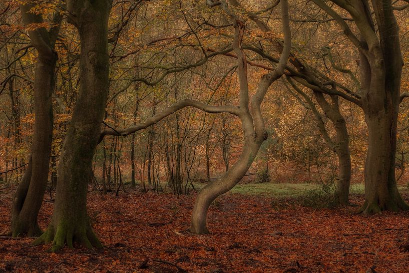 Autumn by Moetwil en van Dijk - Fotografie