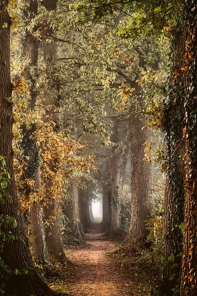 Fancy Lane van Lars van de Goor