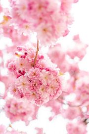 Blossom cherry blossom by Leo Schindzielorz