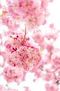 Blossom Cherry Blossom van Leo Schindzielorz thumbnail