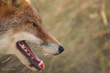 Auge in Auge mit dem Fuchs