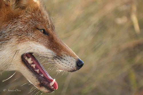 Face to face with the fox