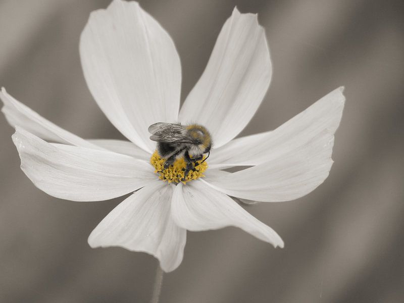 Bumblebee on Cosmos bipinnatus flower. par Mirakels Kiekje