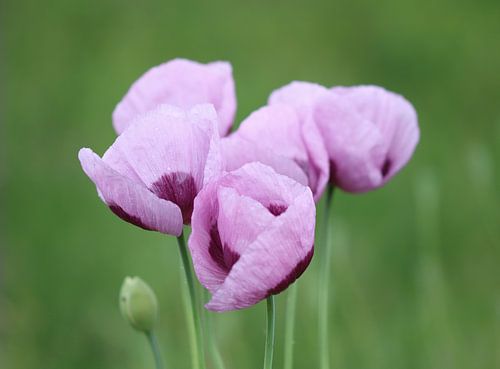 Paars papaver - Papaver Somniferum II