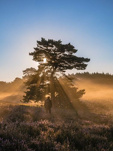 Irradiated with the golden light