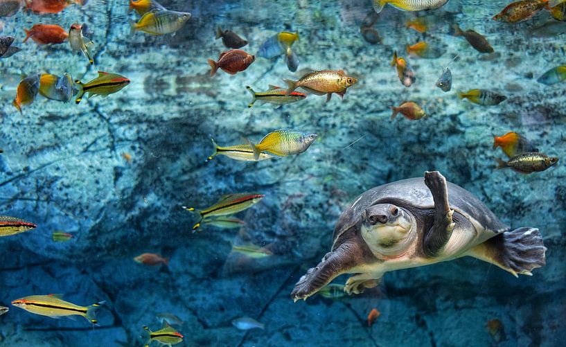Schildpad onder water omgeven door verschillende kleurrijke tropische vissen van Loes van Dijk