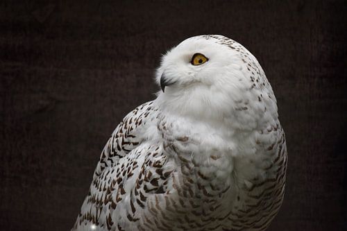Porträt einer Schneeeule von Nicolette Vermeulen