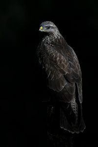 Bussard mit dunklem Hintergrund.