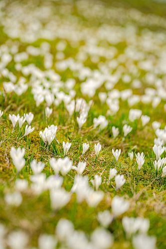 een weide met witte krokussen op de Hündle bij Oberstaufen