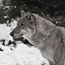Grijze wolf op winterse witte sneeuw is een roofdier. Kop van een wolf in profiel close-up van Michael Semenov thumbnail