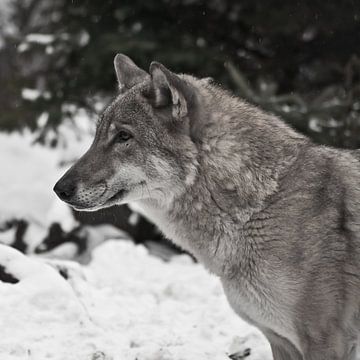 Le loup gris sur la neige blanche de l'hiver est un animal prédateur. La tête d'un loup en gros plan sur Michael Semenov
