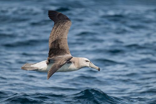 Ocean Traveller - Le Balbatros à calotte blanche en vol sur Lex van Doorn