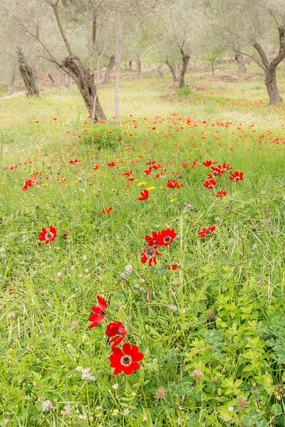 Champ de fleurs romantique dans un verger d'oliviers par Rob IJsselstein