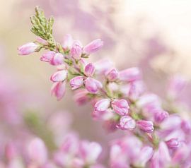 Heather Nahaufnahme von Martine Moens