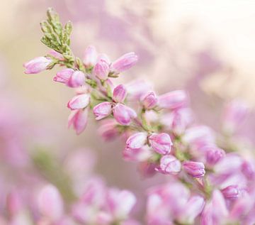 Bloesem van de heideplant