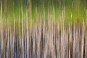 Buntes Schilf