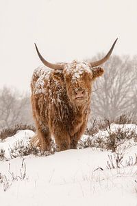 Schottischer Highlander im Schnee.