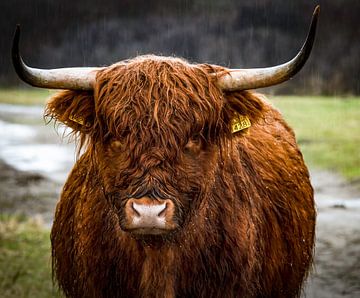 Schottischer Highlander im Regen