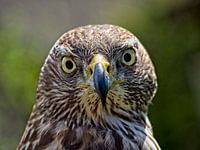 Portret van een roofvogel