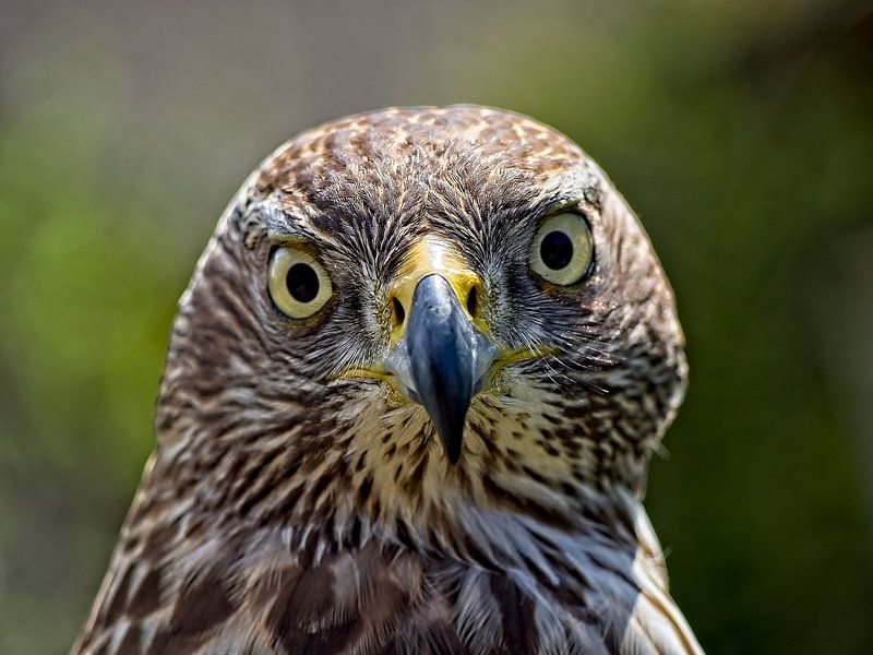 Portret van een roofvogel van Jan Enthoven Fotografie