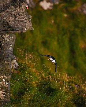 Papageientaucher im Flug entlang der Klippe von Runde