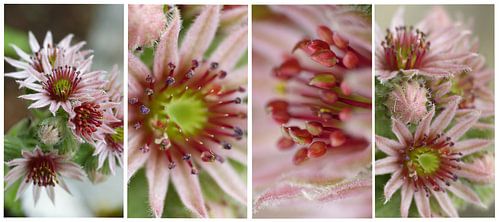 Collage roze bloemen langwerpig