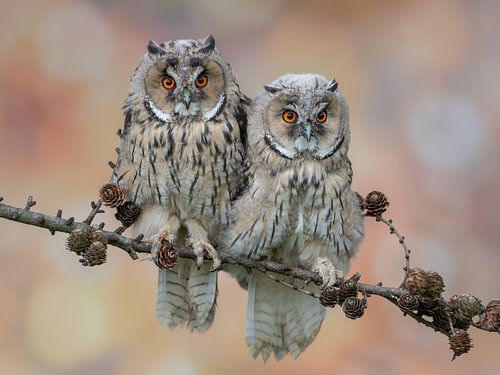 Jeunes hiboux moyens-ducs