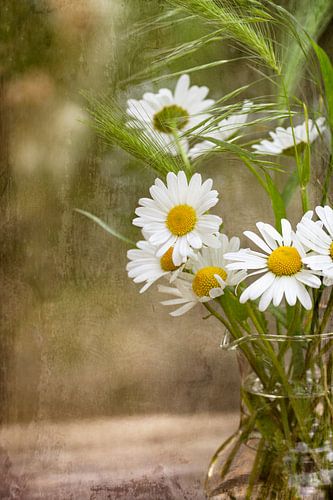 Still life with common daisies