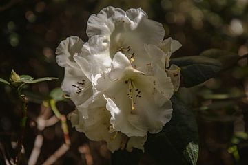Le monde secret du rhododendron sur FioletS