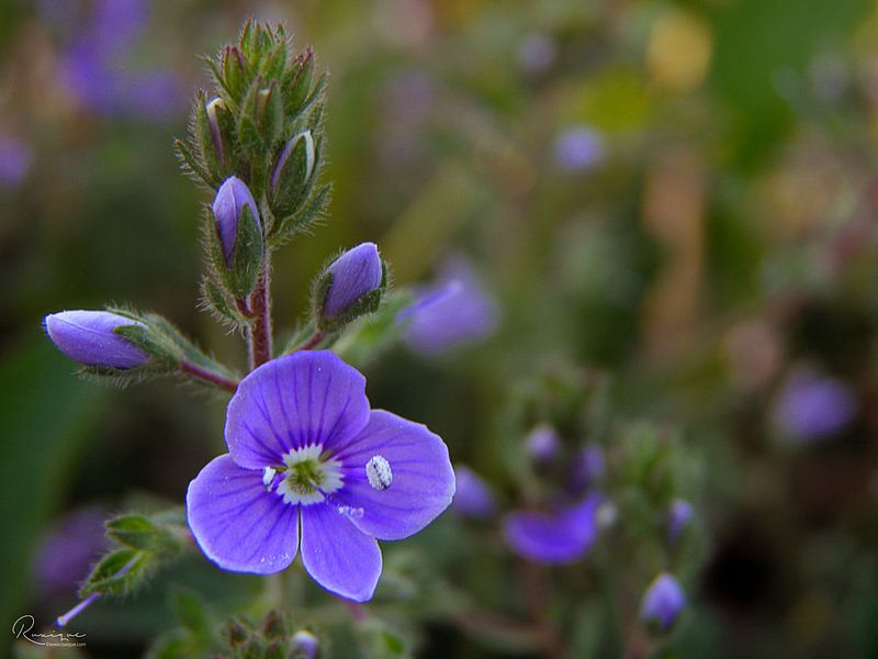 De kleine blauwe bloem van RuxiQue