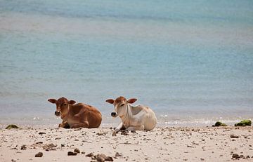 Koeien van het goede leven op Delft eiland, Sri Lanka van Dilani Butink