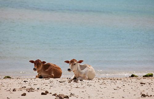 Cows of the good life on Delft Island, Sri Lanka