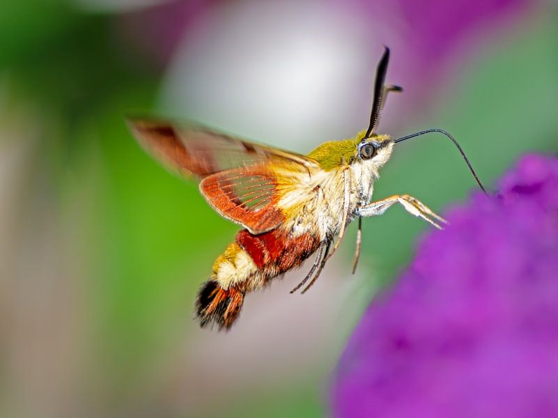 Flying hummingbird hawk-moth by ManfredFotos