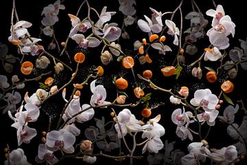 Orchidea clementina by Olaf Bruhn