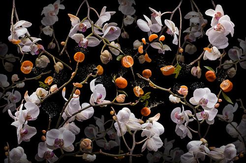 Orchidea clementina