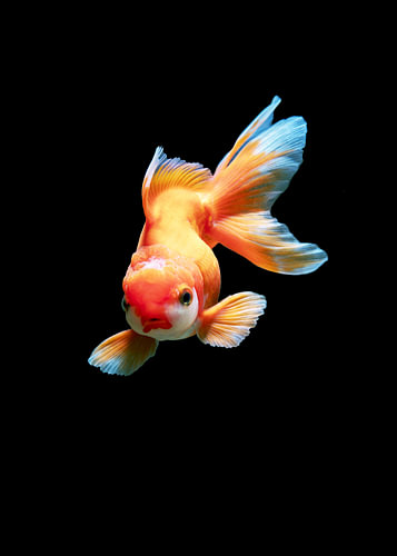 Schöner Guppy – ein niedliches Tier im Dunkeln