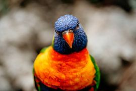 Regenbogenvogel von Myrthe Vlasveld