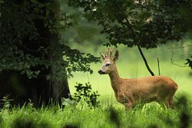 Reebok in green by Noah Buitenhuis