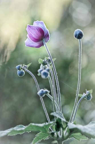 rosa Frühlingsblume