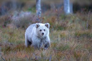 Bruine beer jong Finland von Han Peper