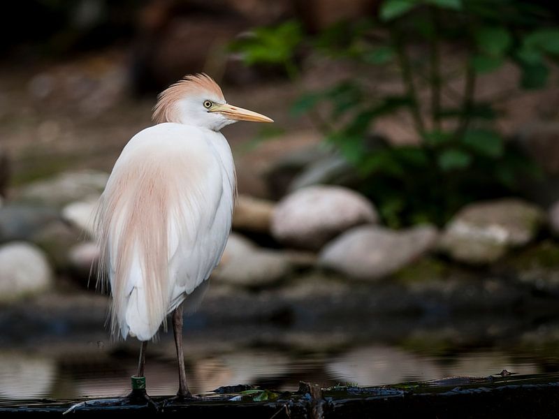 Cattle egret : Ouwehands Dierenpark by Loek Lobel