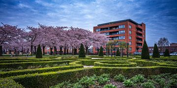 Hof van Onthaasting – Spring in Sittard, Hoogveld by Johan Savelkoul