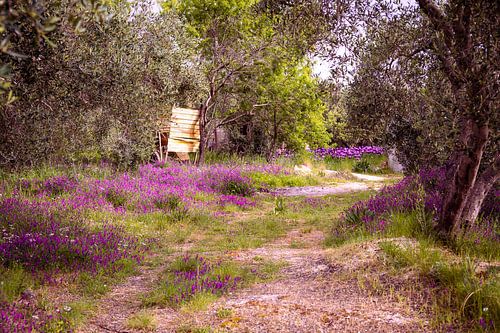Jardin de fleurs sauvages en Grèce