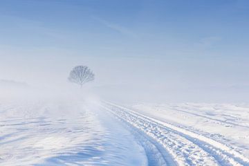 De eenzame boom in een winters landschap