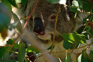 Von Angesicht zu Angesicht mit einem Koala