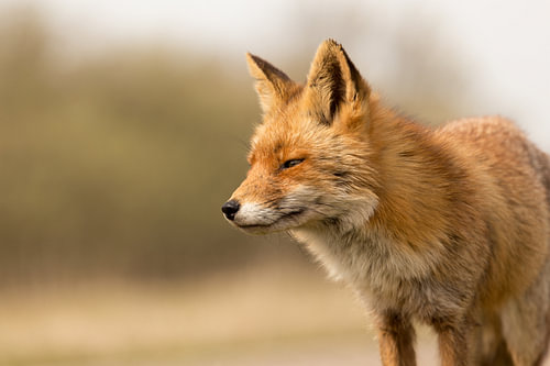 Genießen Sie den Fuchs in der späten Nachmittagssonne