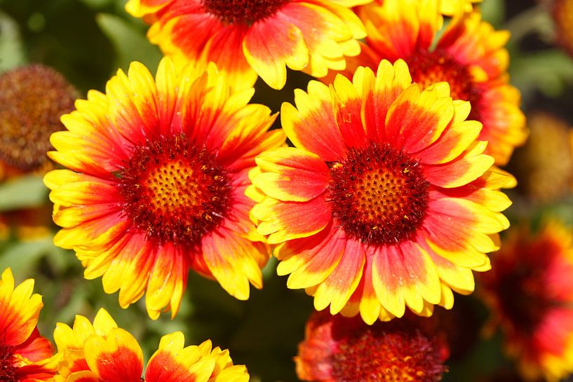 cocard flowers, parrot flowers, painter's flowers by Torsten Krüger